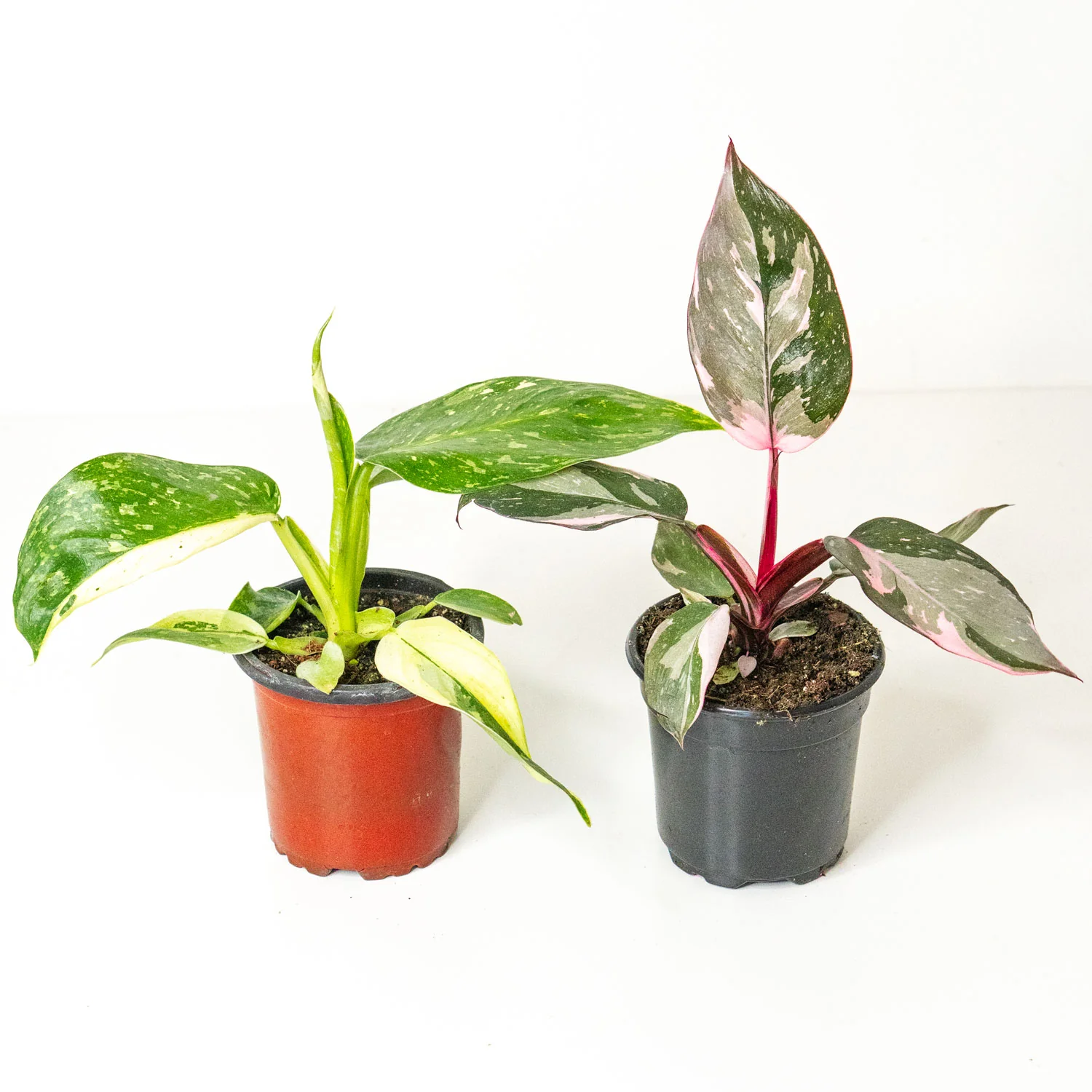 Starter Pack Philodendron