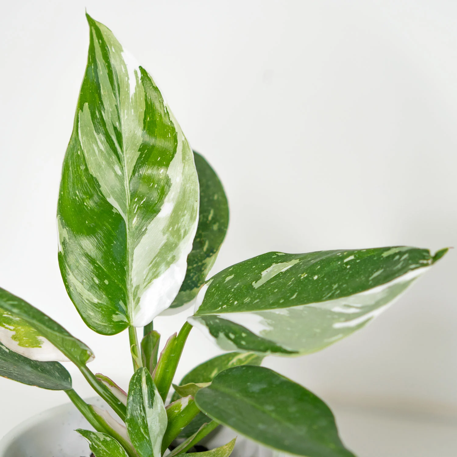 Philodendron White Princess