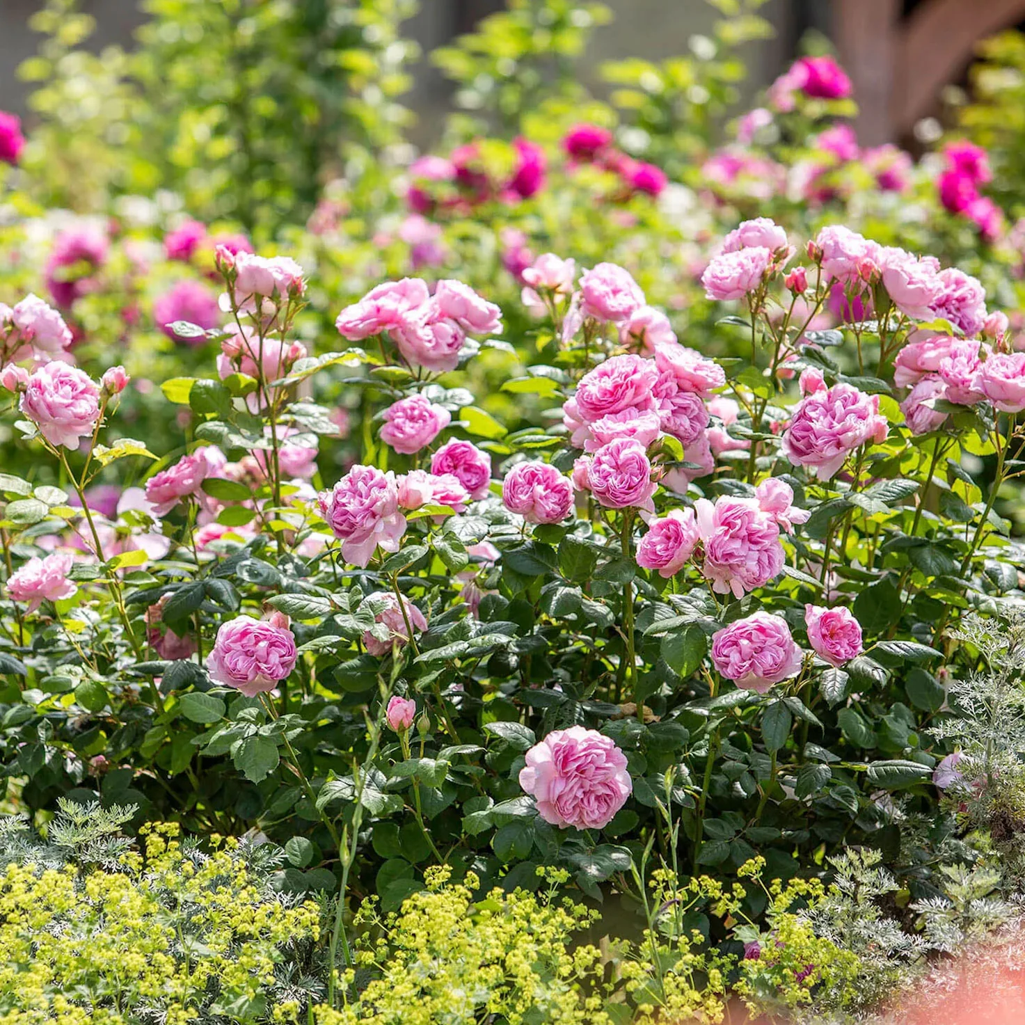 The Ancient Mariner – David Austin English Rose