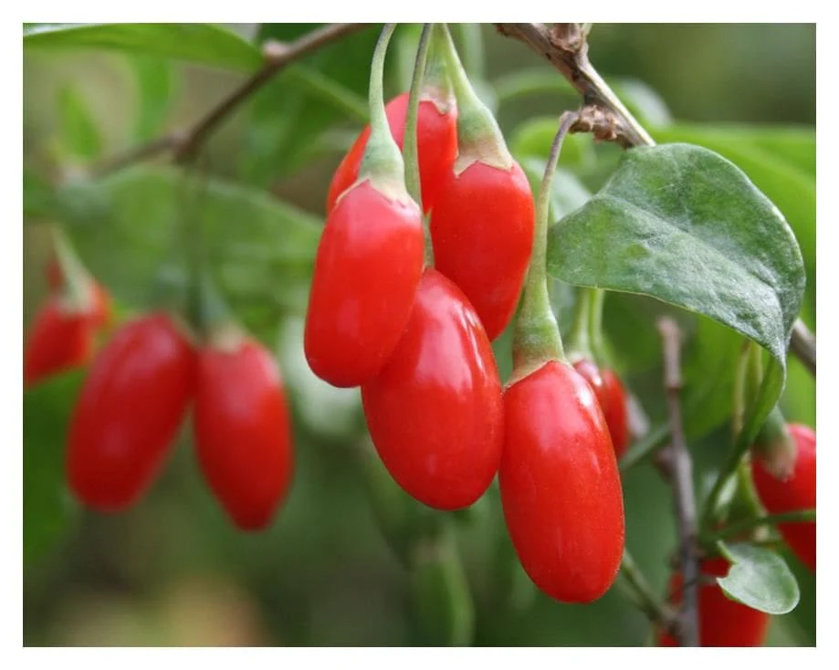 Goji Berry Plant