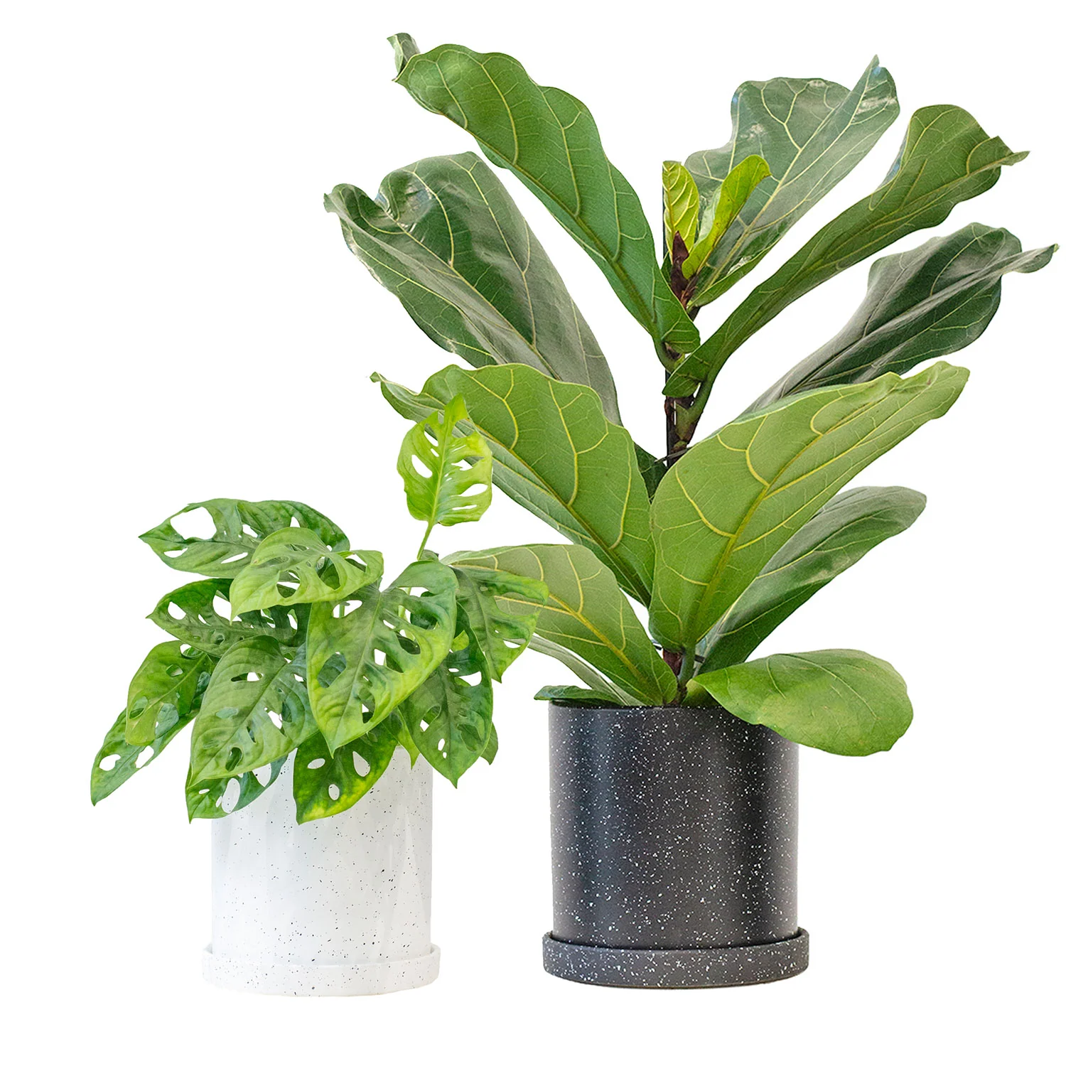Plant Bundle Trendy