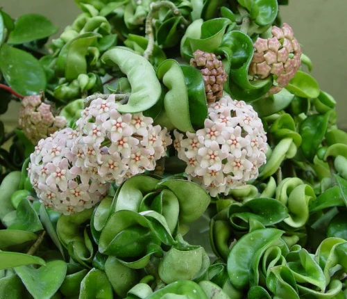 Hoya Carnosa Krimson Princess