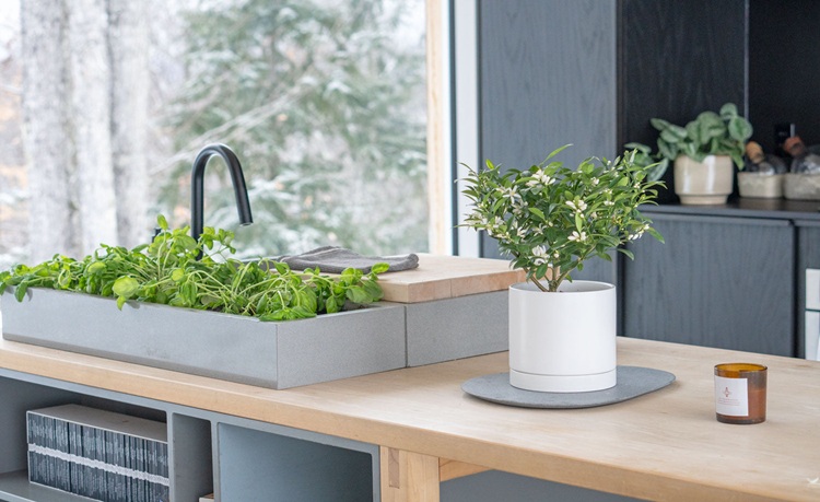 Best Easy-Care Plants