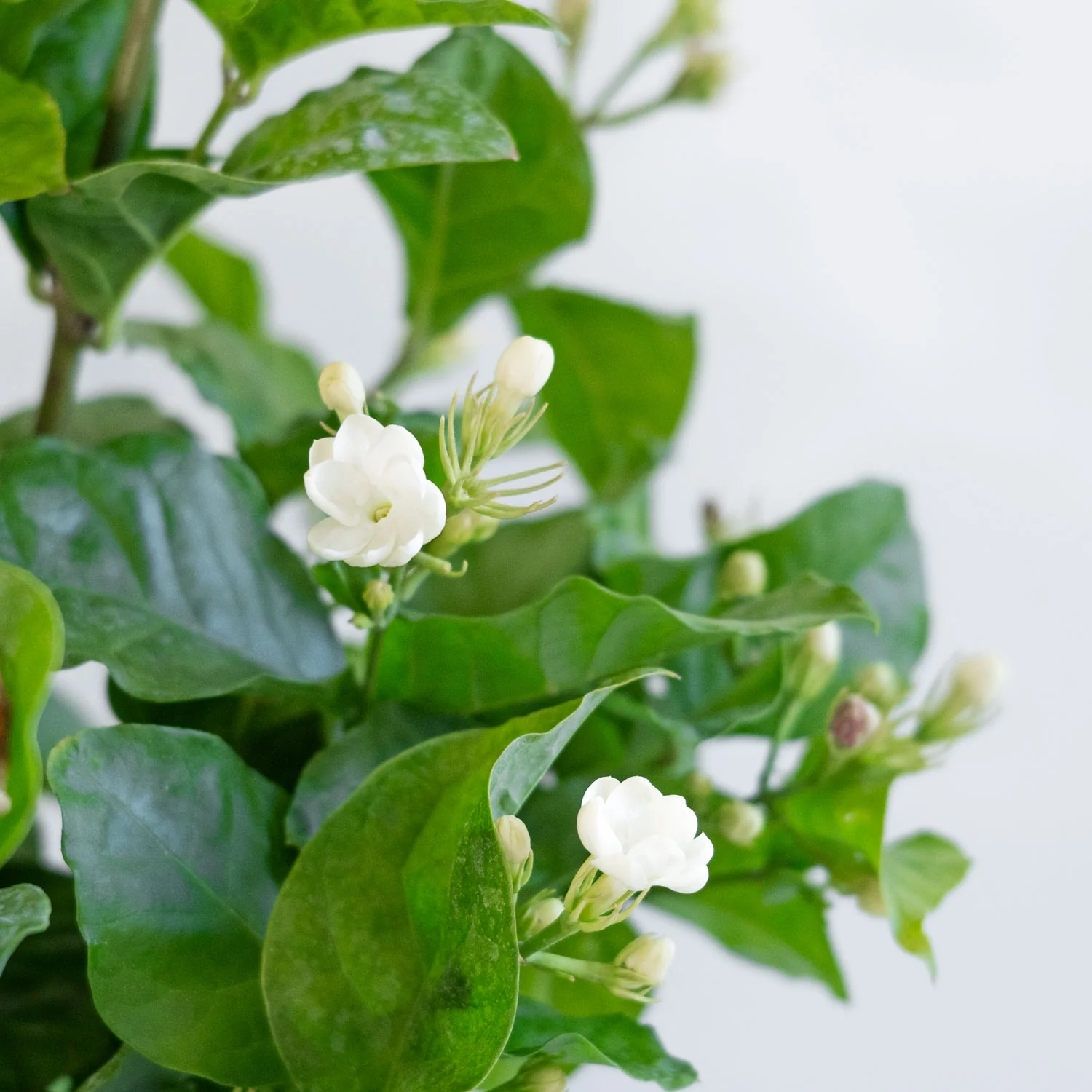 Jasmine Sambac Large