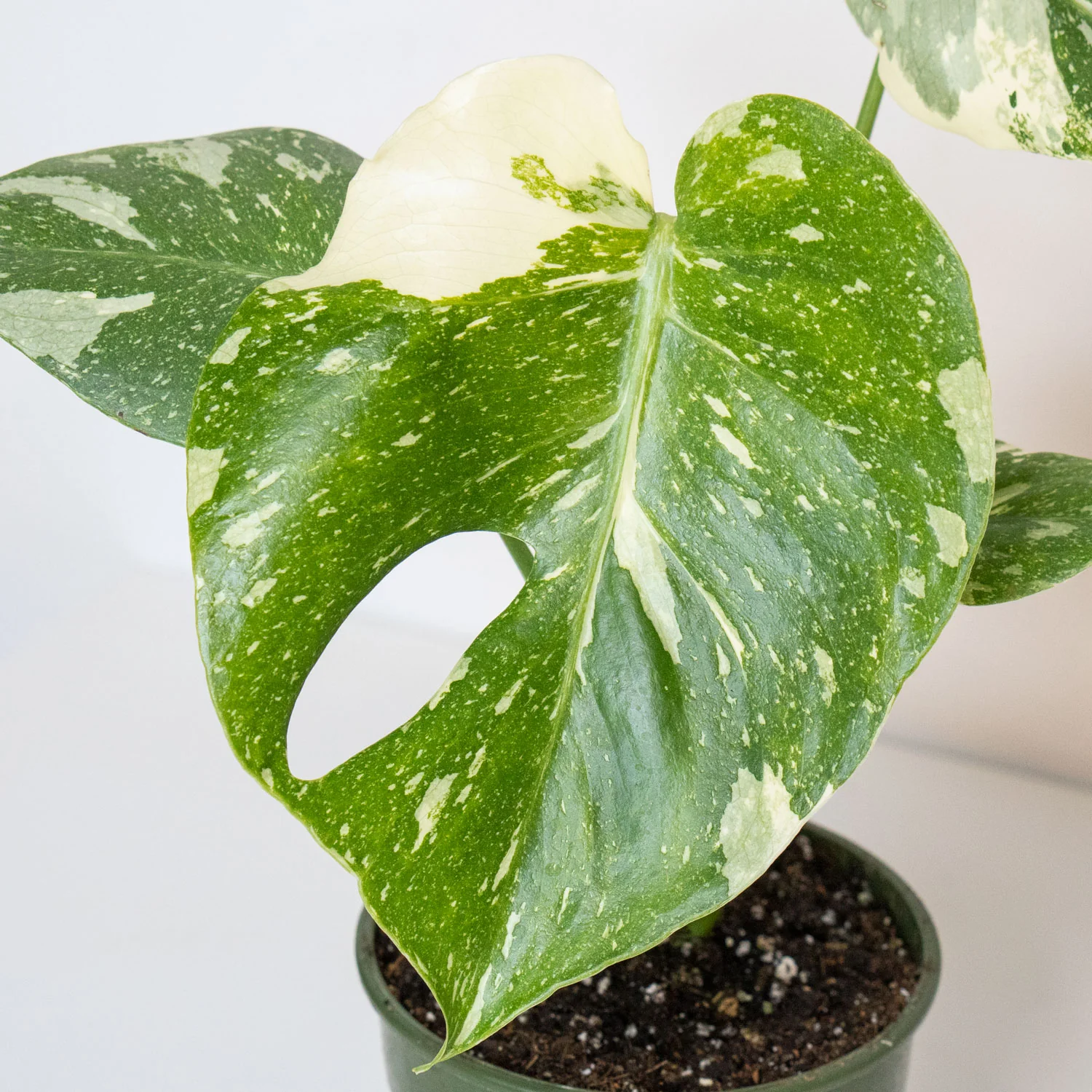 Monstera Thai Constellation