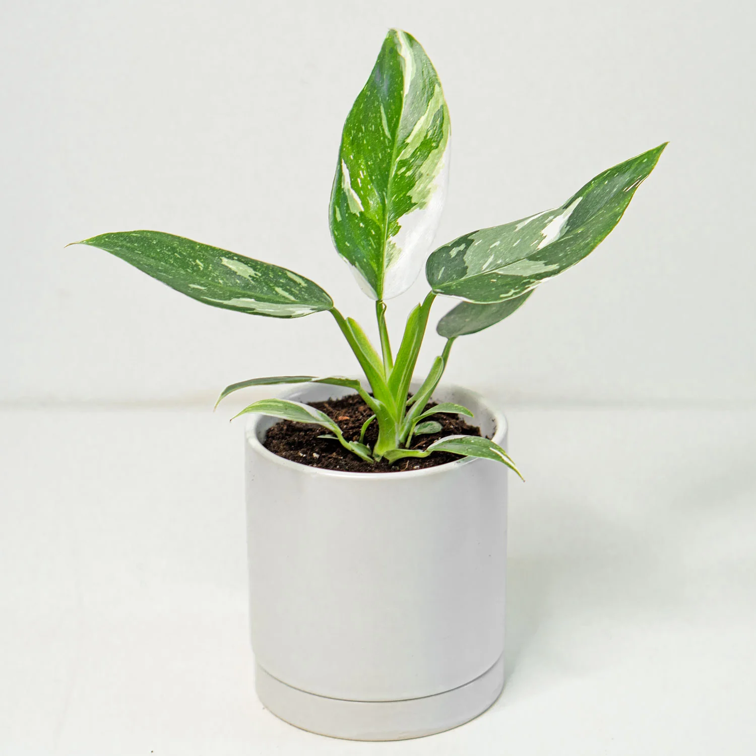 Philodendron White Wizard