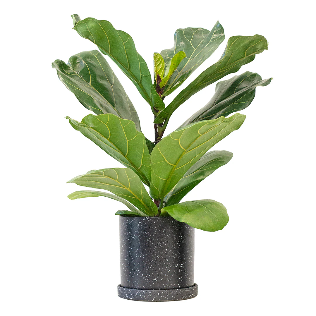 Plant Bundle Trendy
