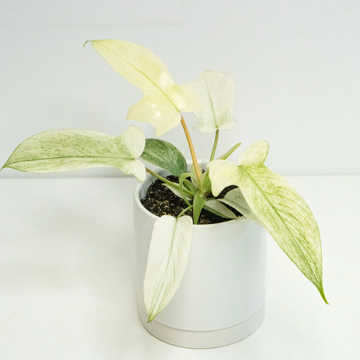 Philodendron Florida Ghost