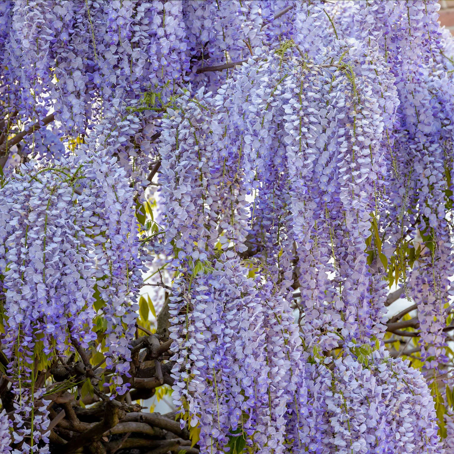 Wisteria Blue Moon