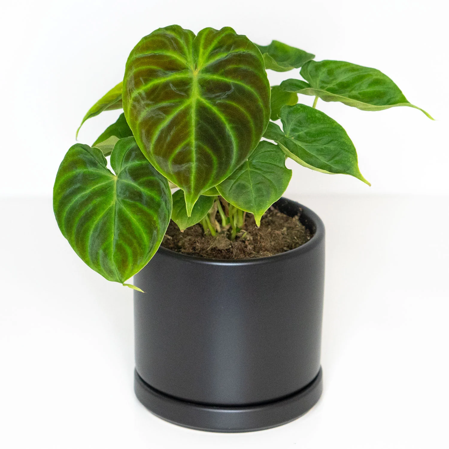 Philodendron Verrucosum