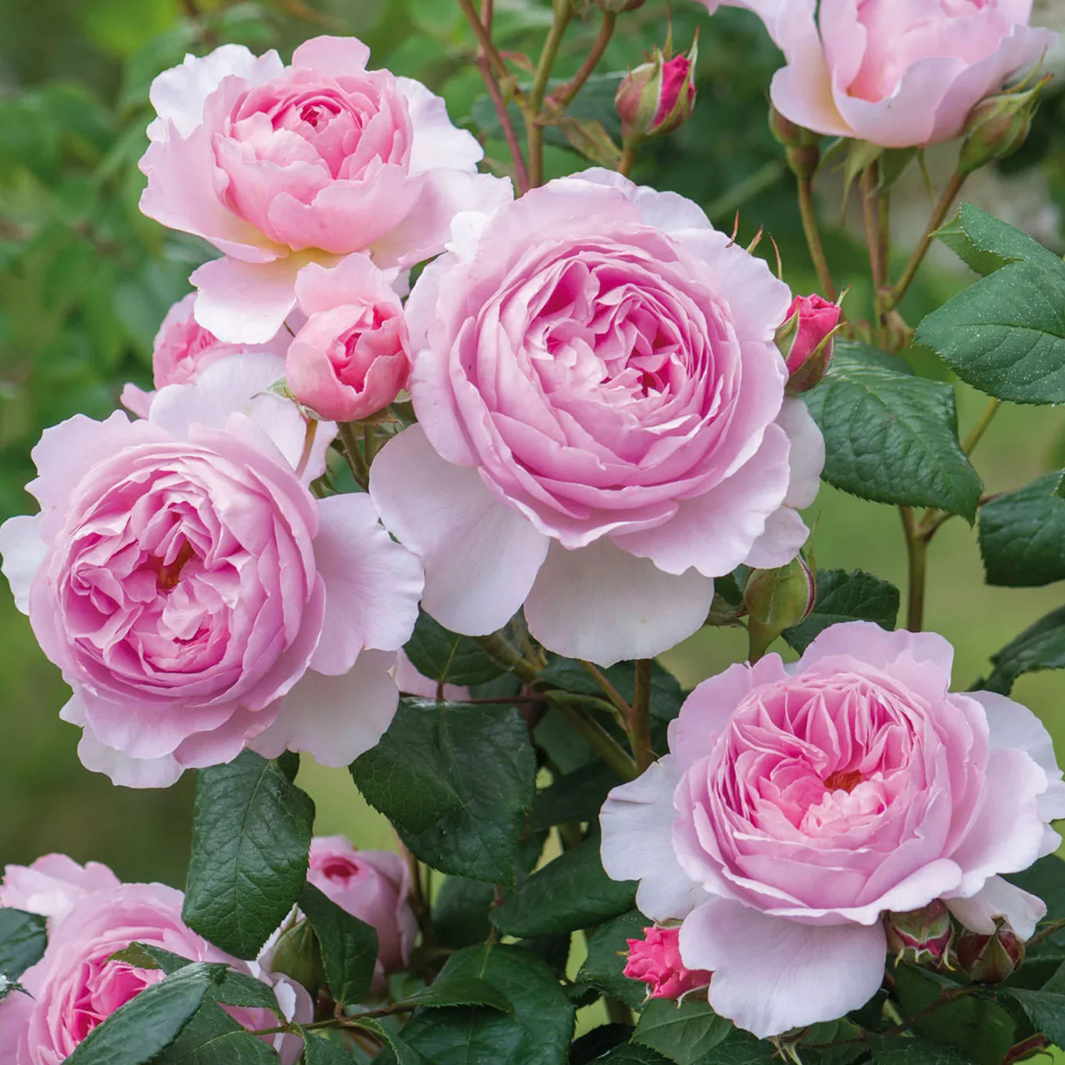 The Ancient Mariner – David Austin English Rose