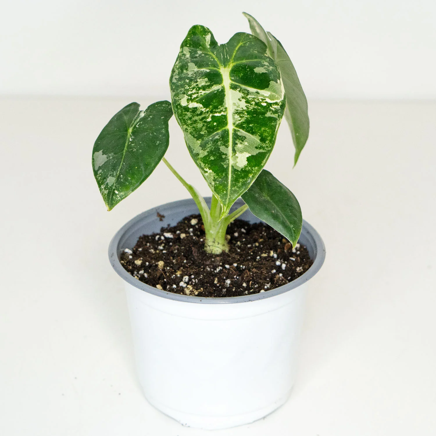 Alocasia Frydek Variegated