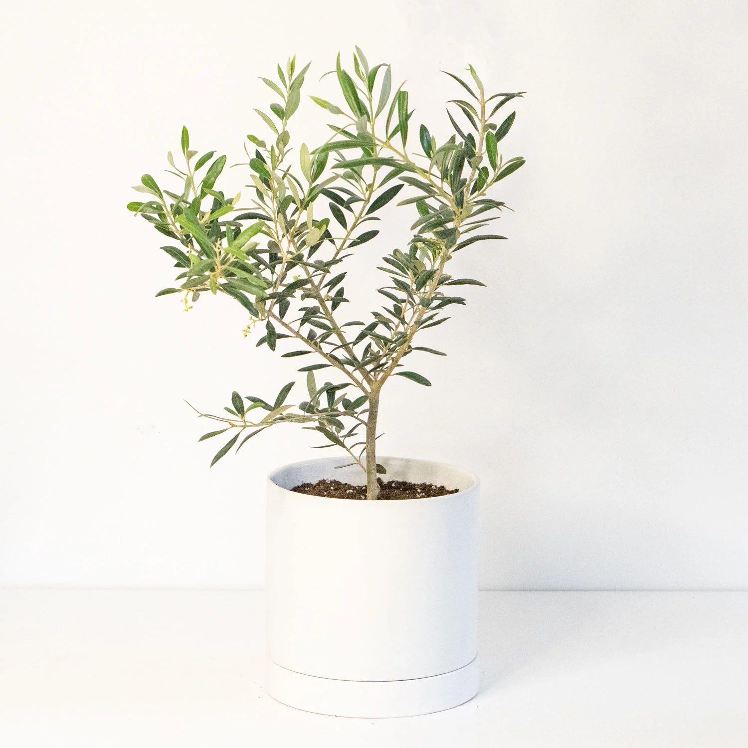 Olive Tree