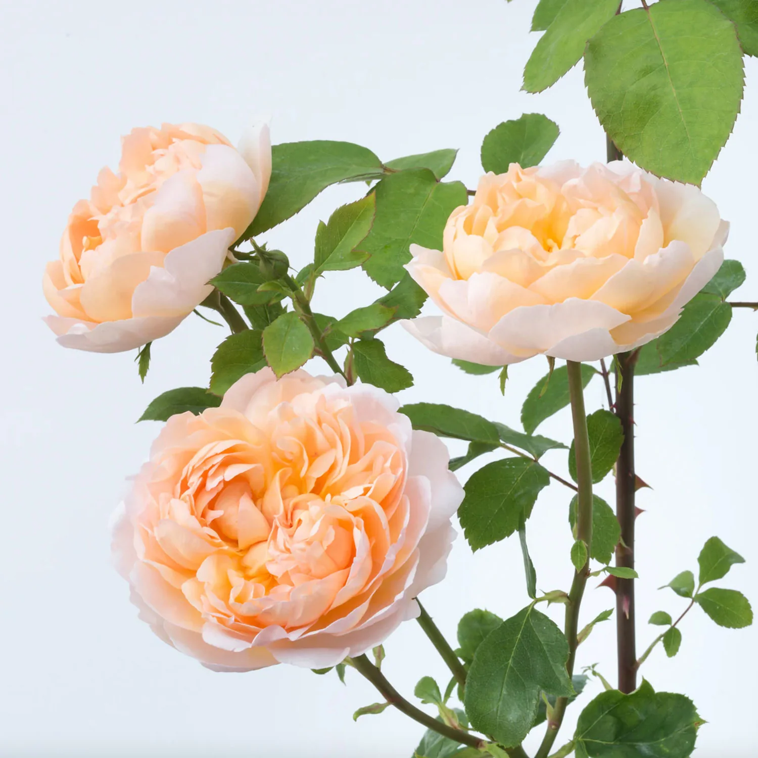The Lady Gardener – David Austin English Rose