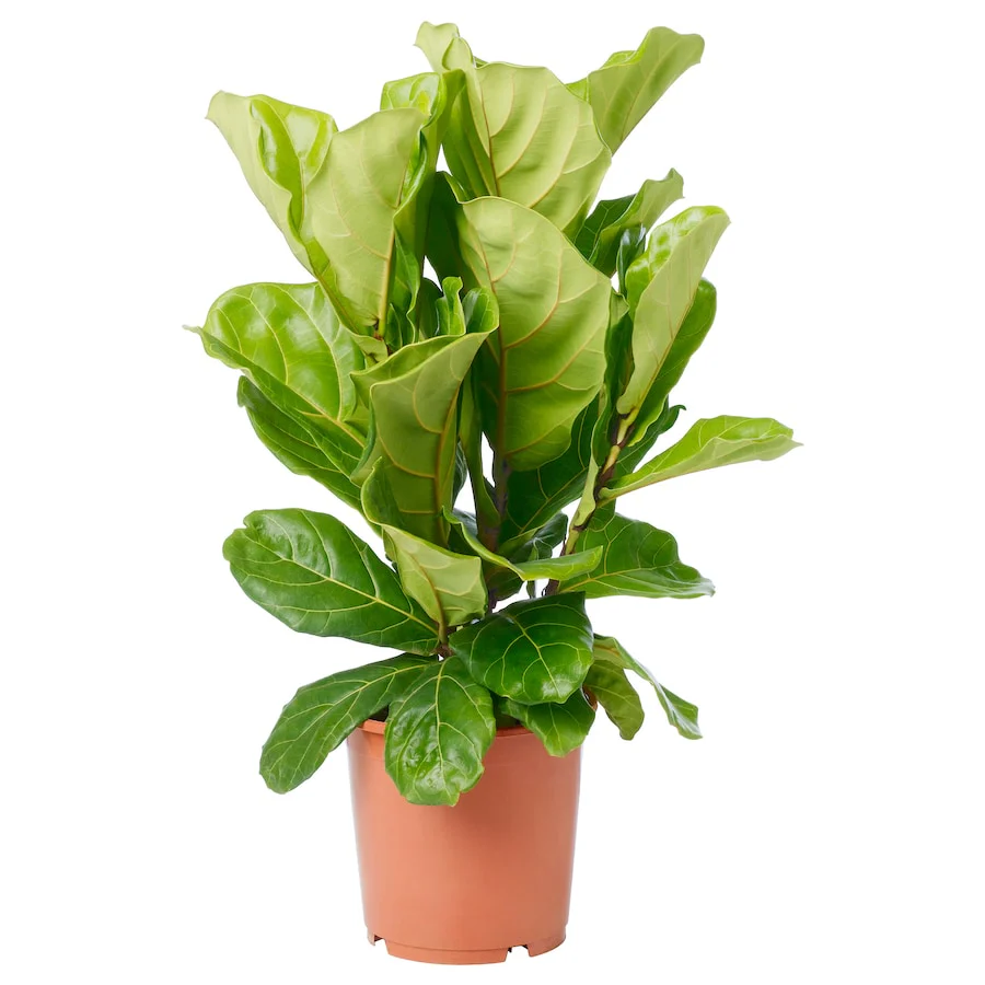Fiddle Leaf Fig (Bush)