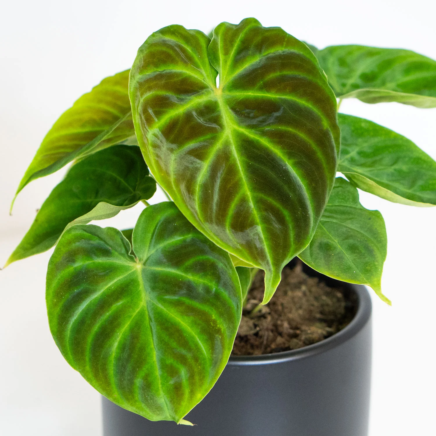 Philodendron Verrucosum