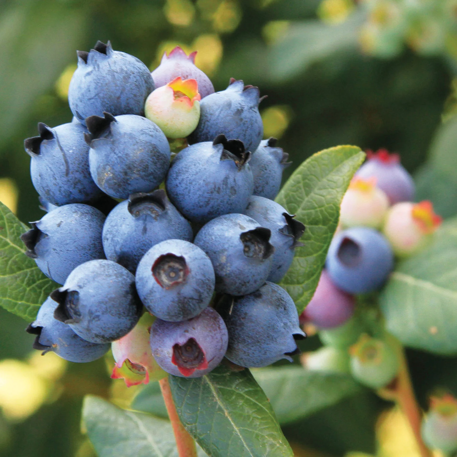 Blueberry Perpetua