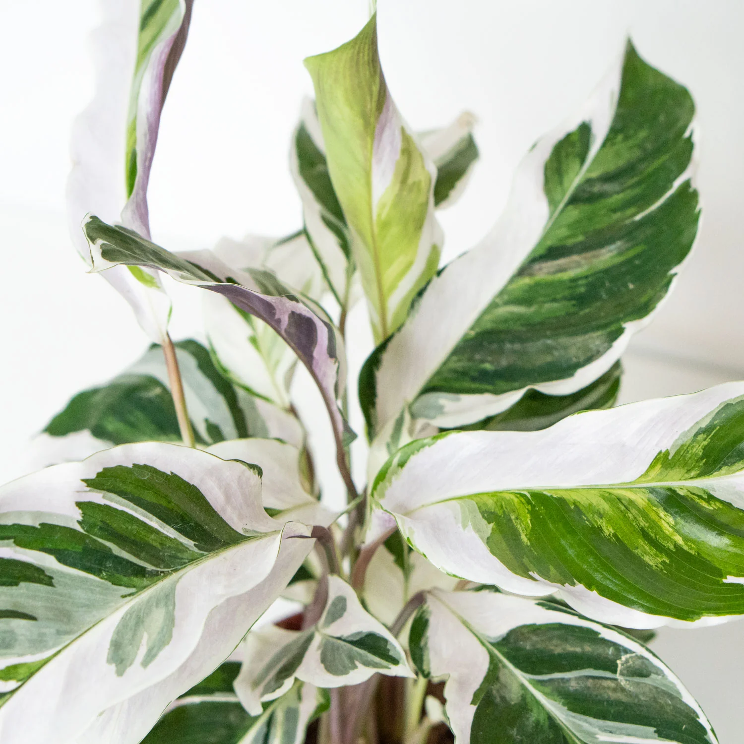 Calathea White Fusion