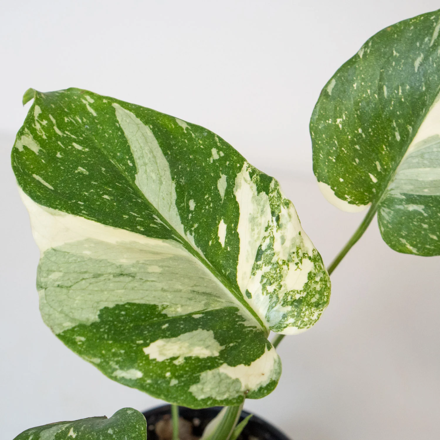 Monstera Thai Constellation