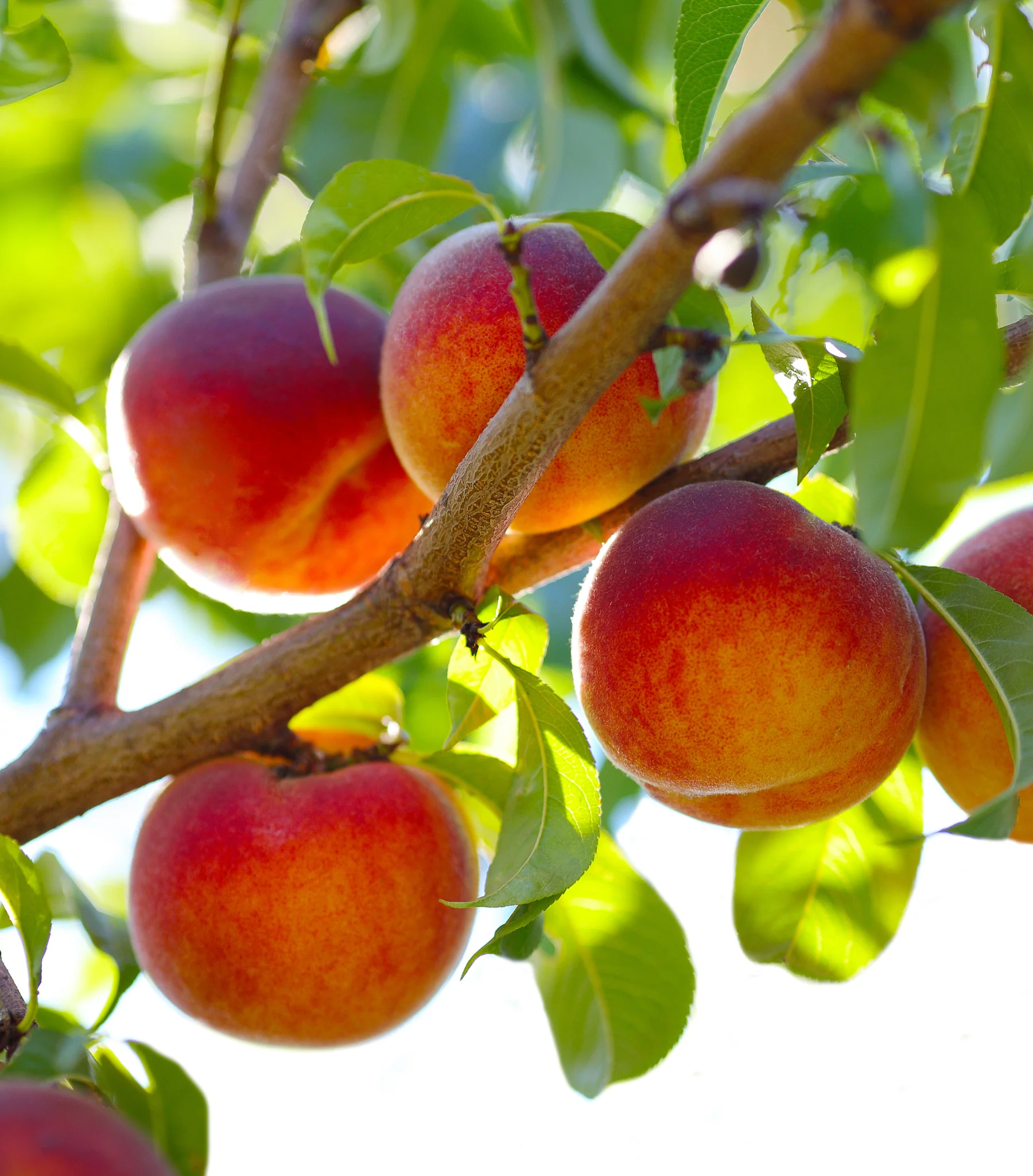 Flamin Fury Peach Tree