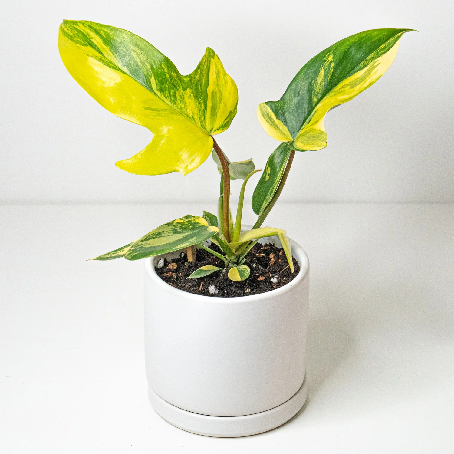 Philodendron Florida Beauty Variegated