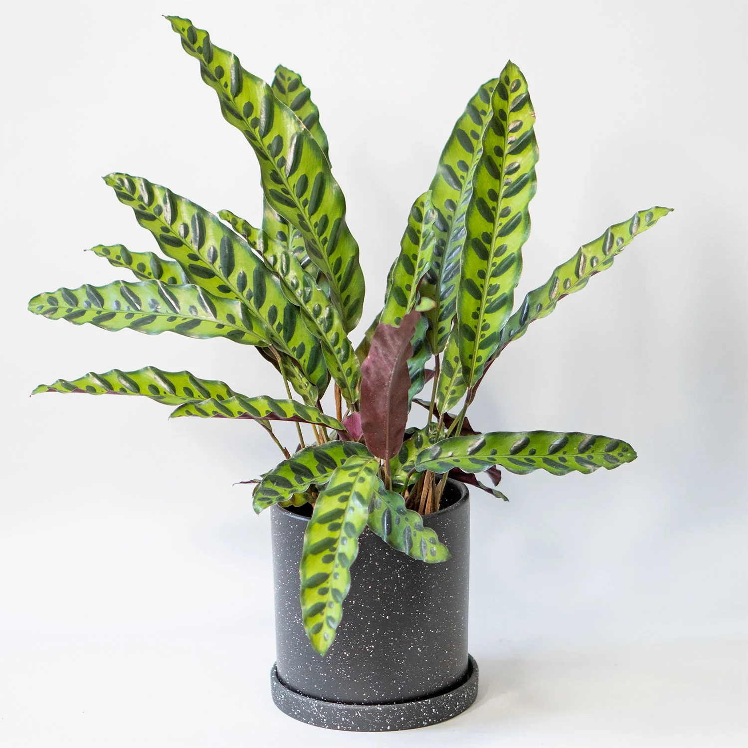 Calathea Rattlesnake