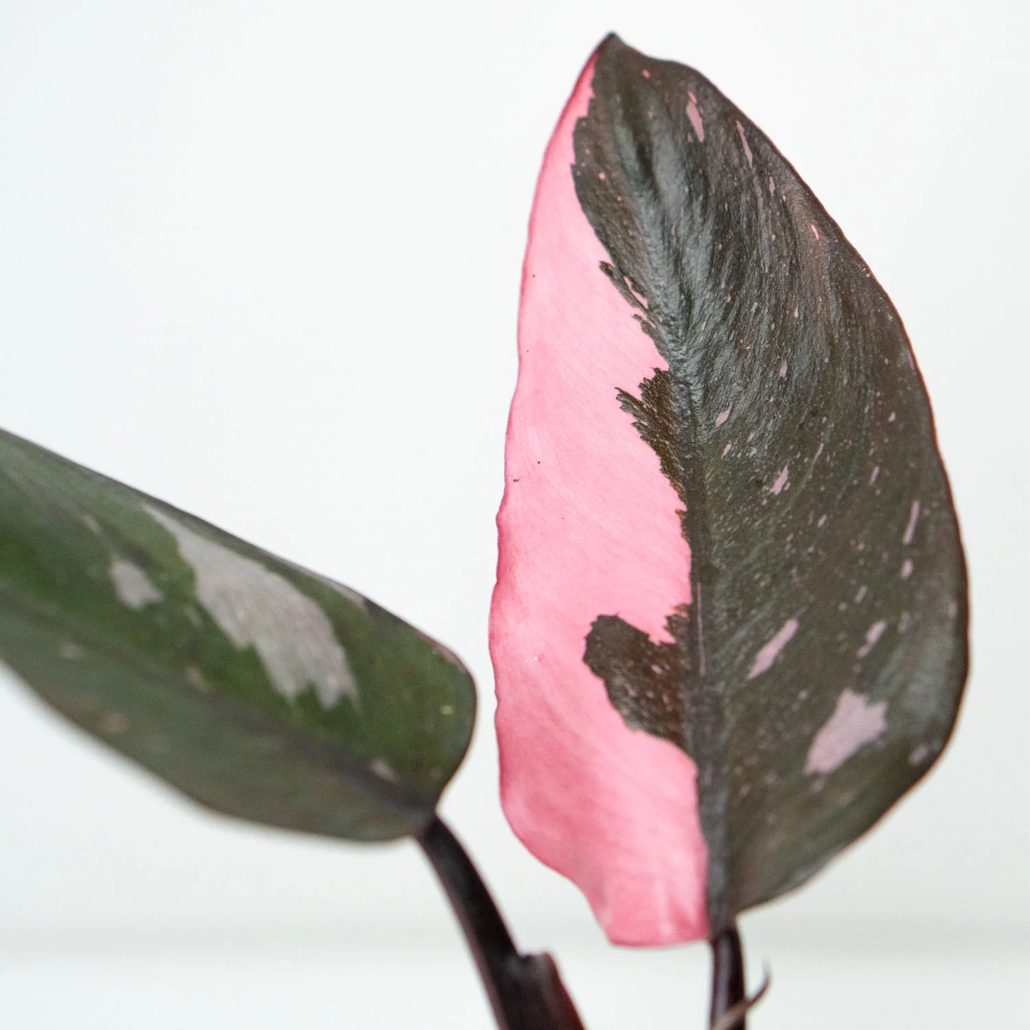 Philodendron Pink Princess