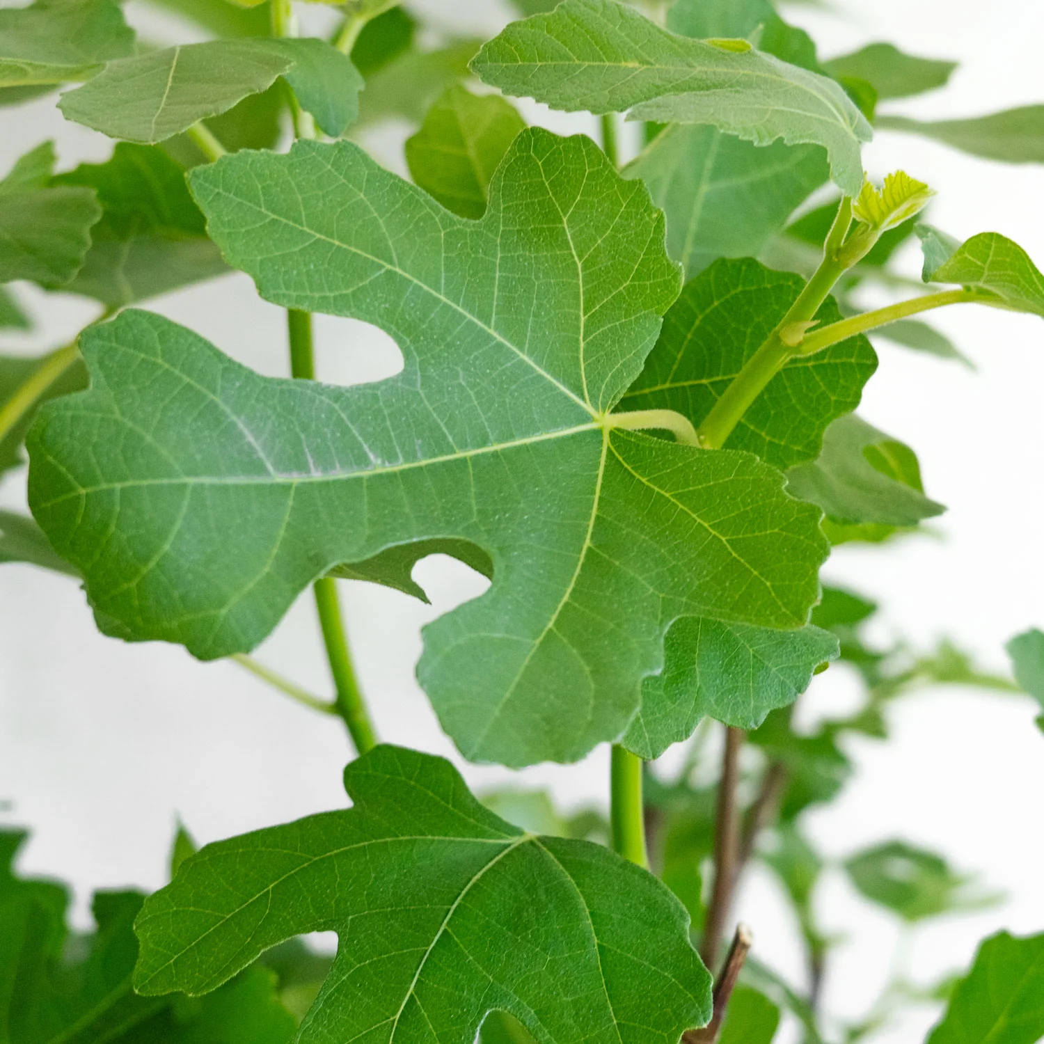 Fig Tree Chicago Hardy