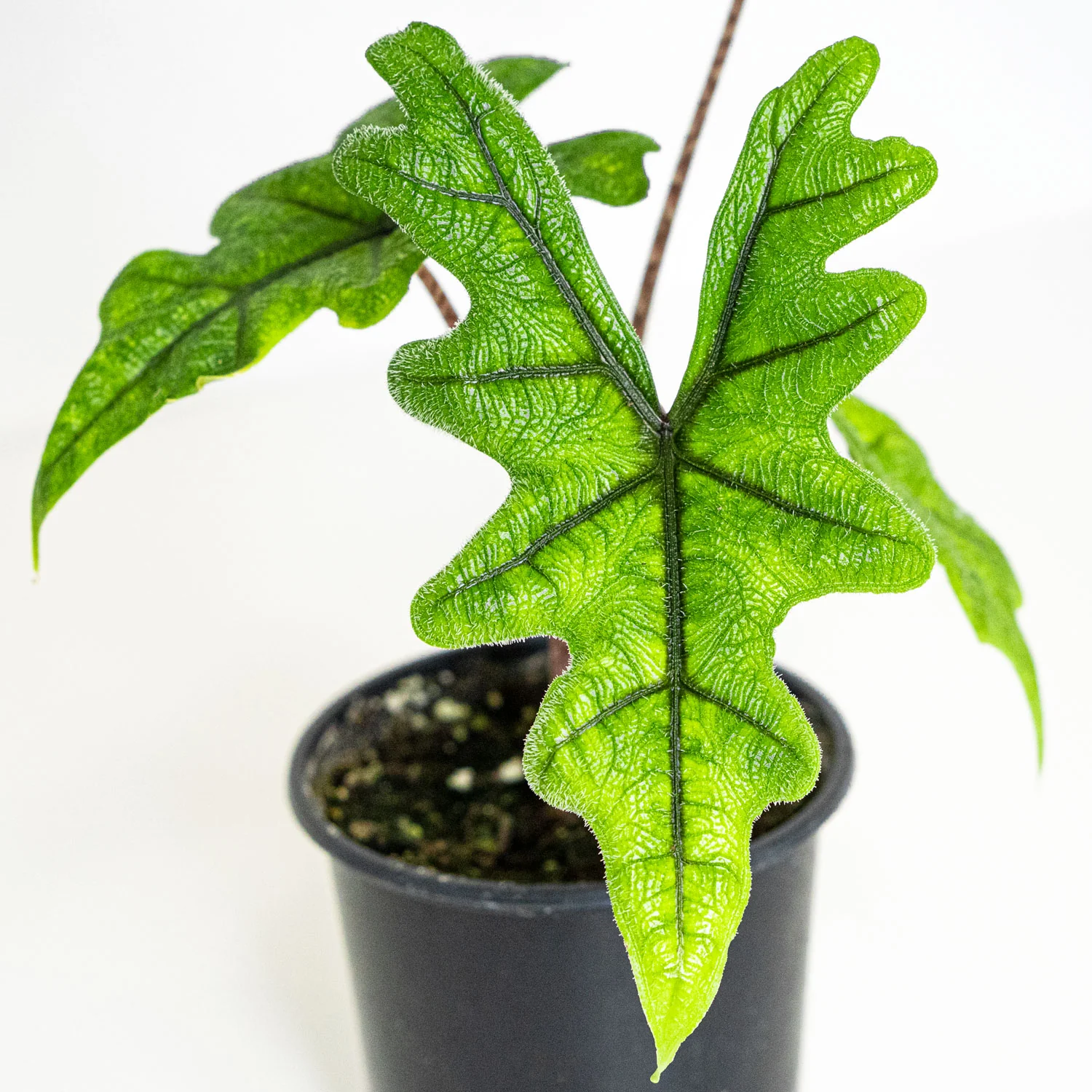 Starter Pack Alocasia