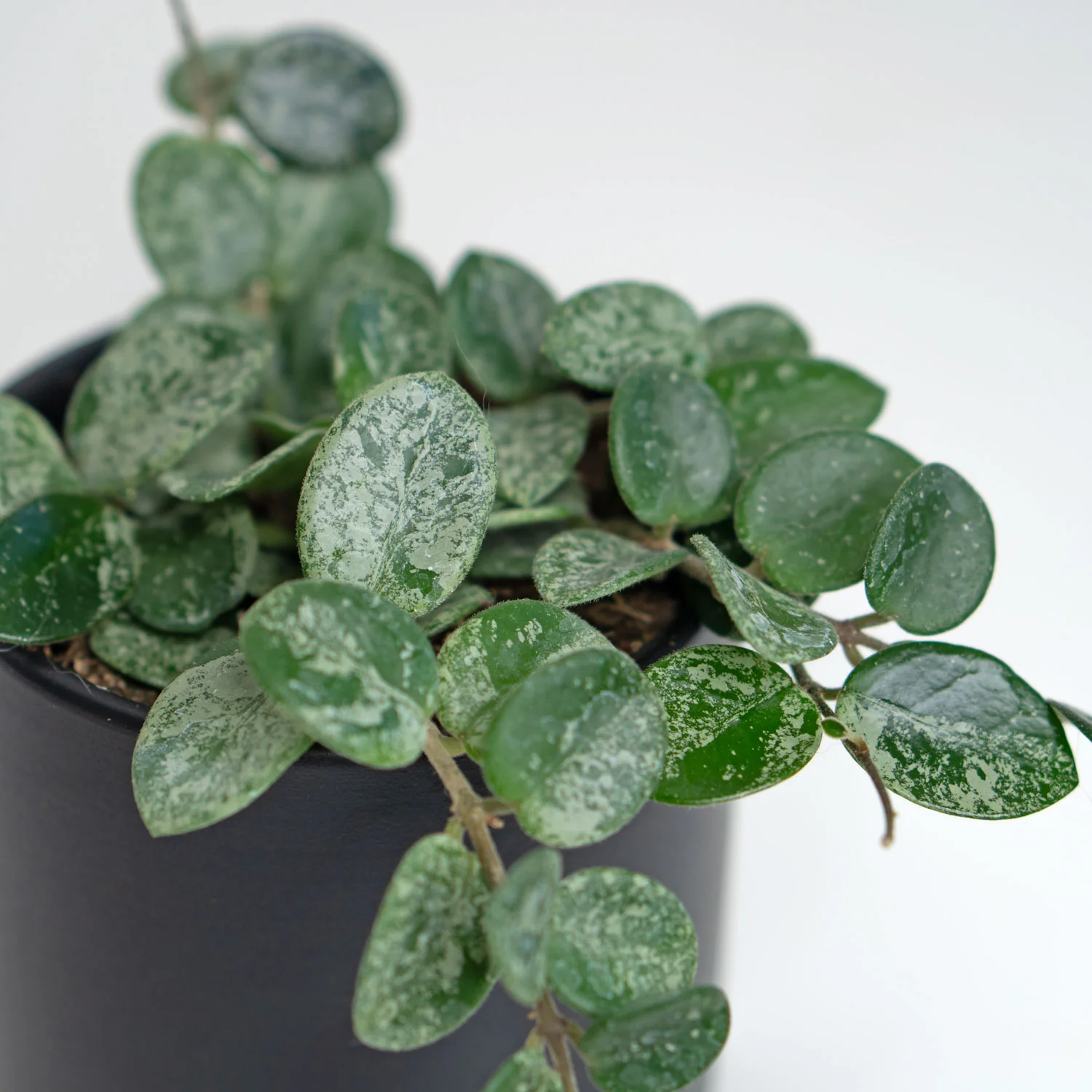 Hoya Mathilde Splash