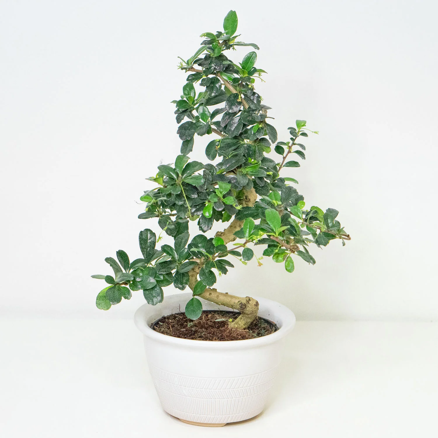 Bonsai Carmona Fukien Tea