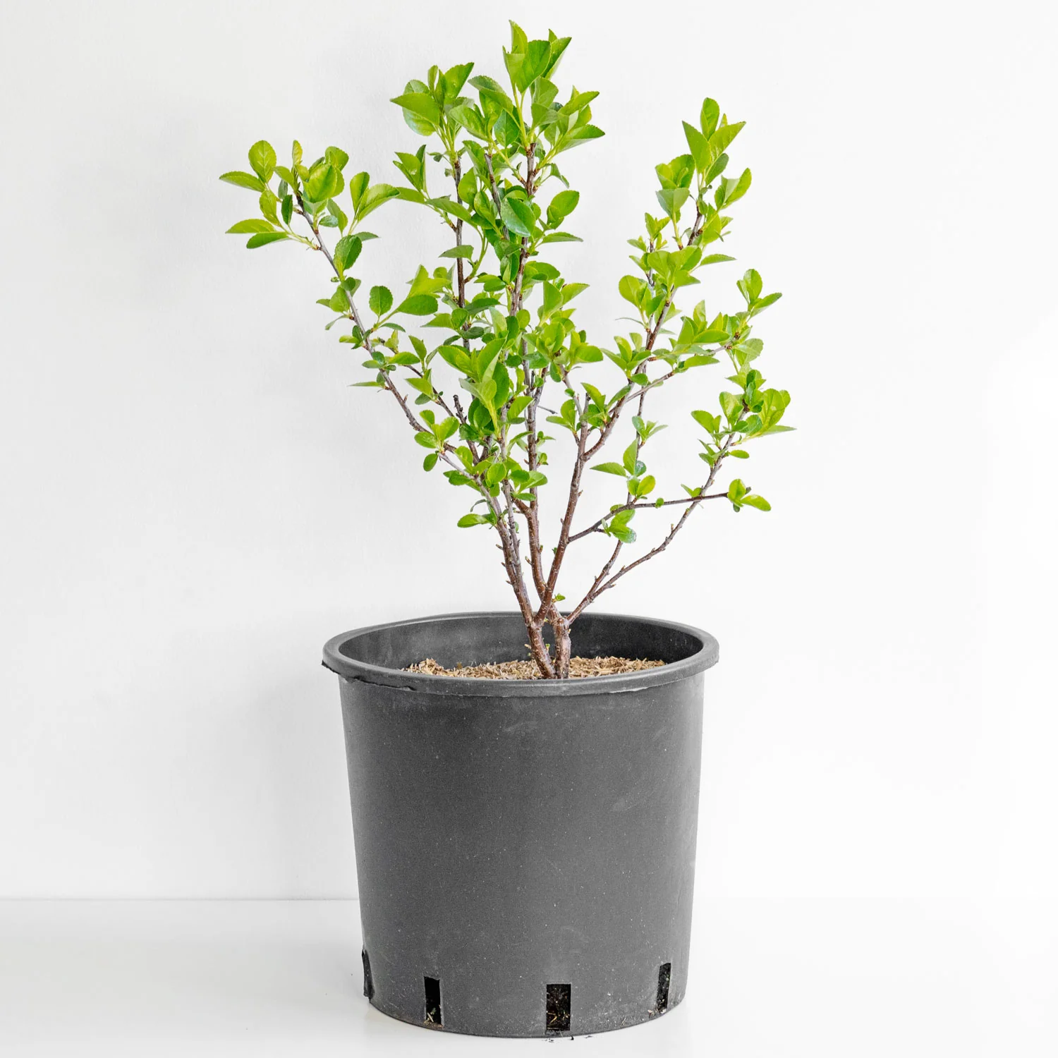 Carmine Jewel Dwarf Cherry