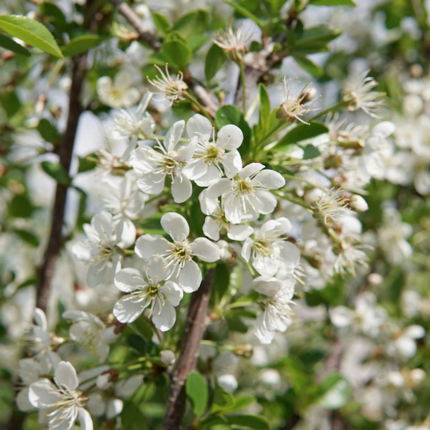 Carmine Jewel Dwarf Cherry