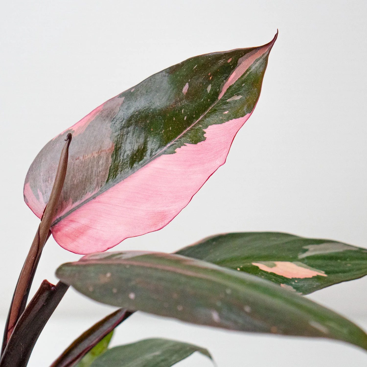Philodendron Pink Princess
