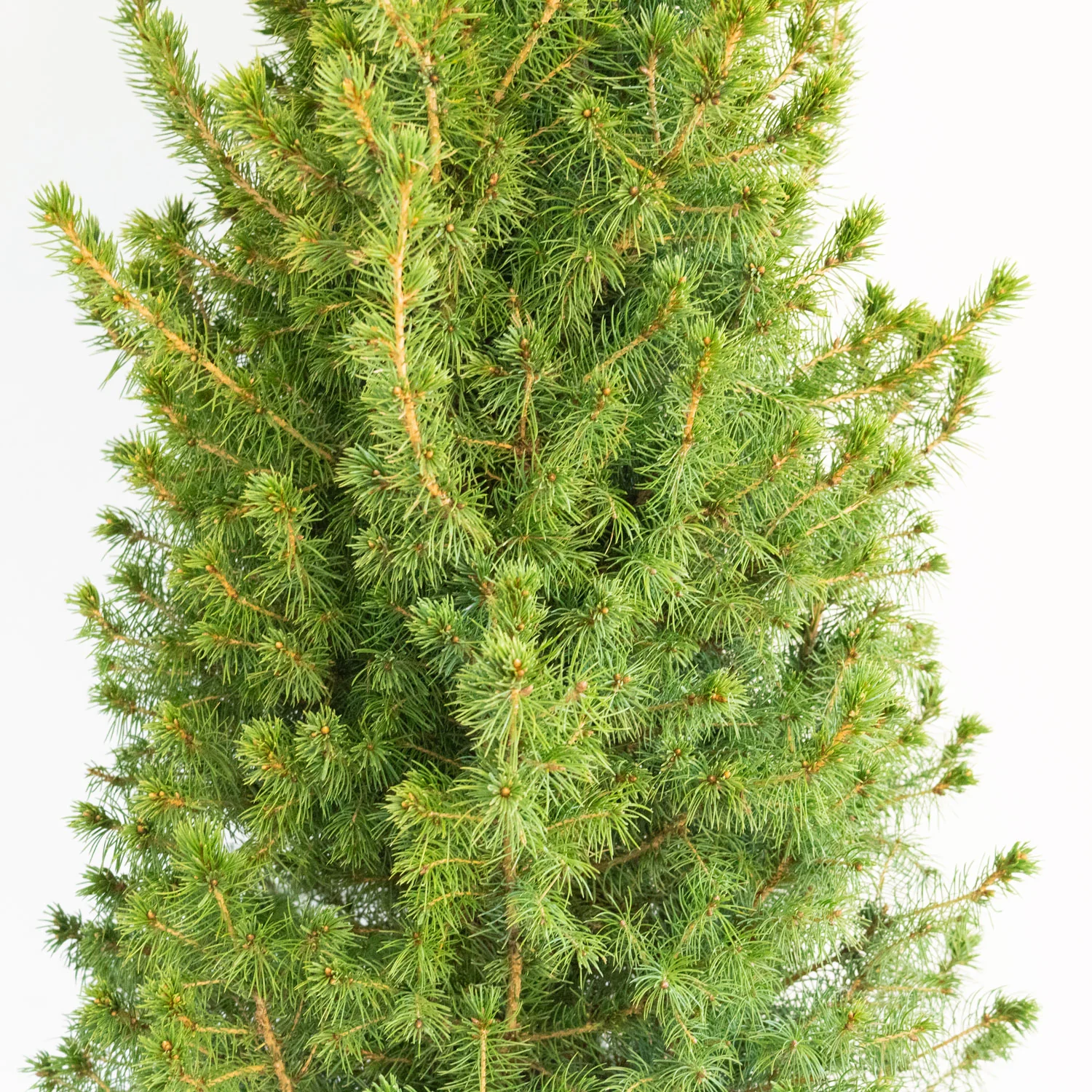 Dwarf Alberta Spruce