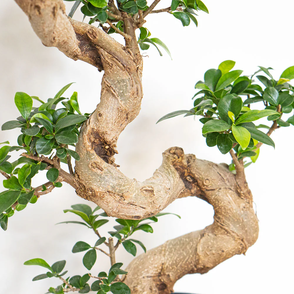Bonsai Ficus Retusa S-Shape