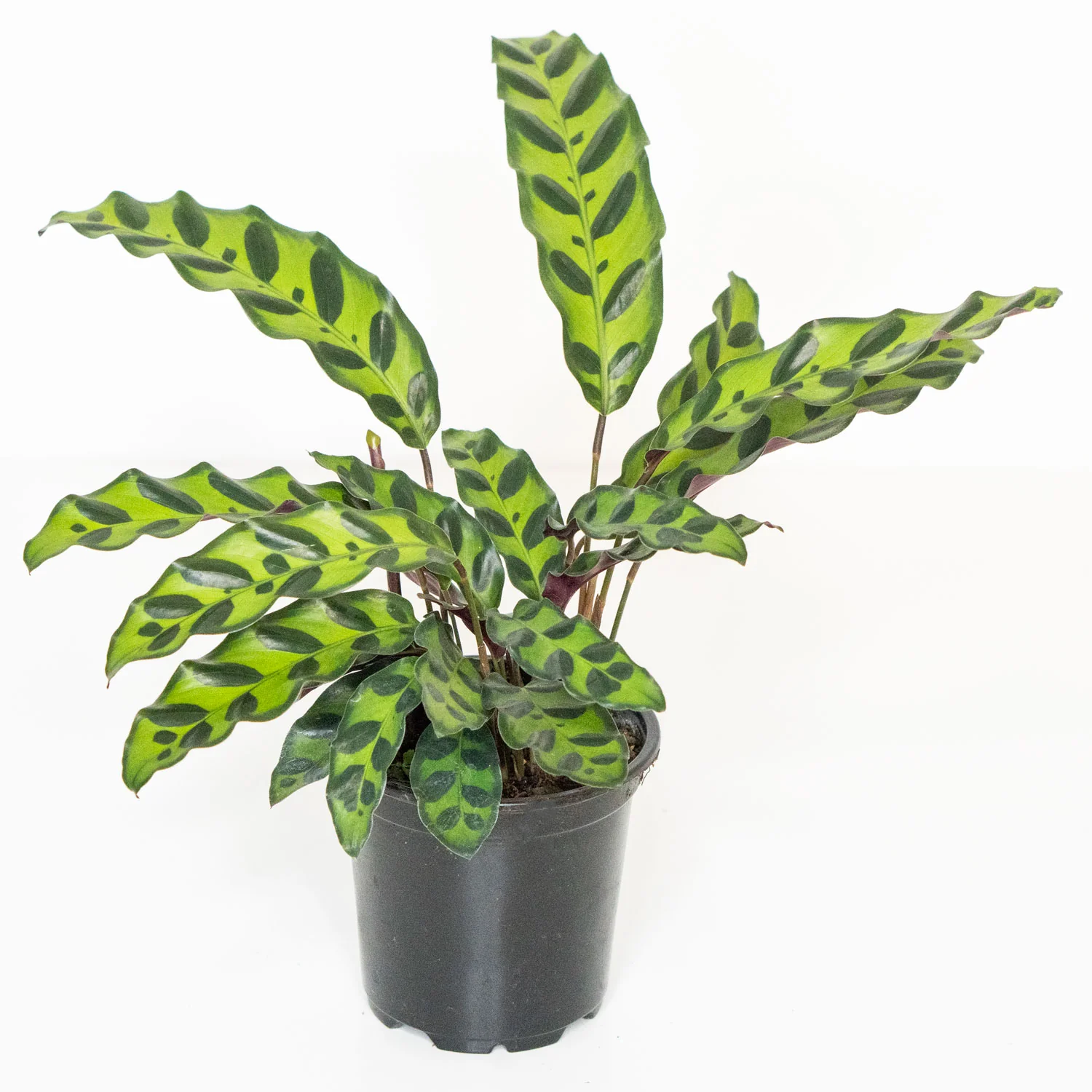 Calathea Rattlesnake