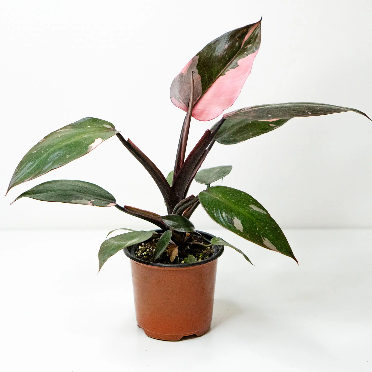 Philodendron Pink Princess