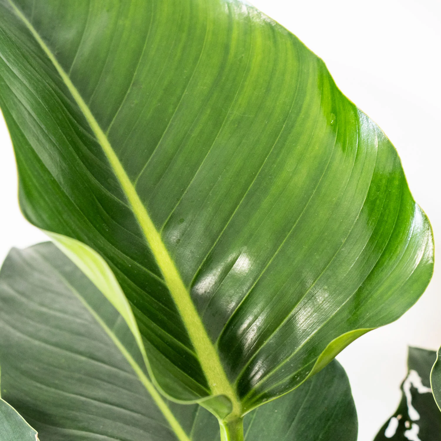 Philodendron Green Congo