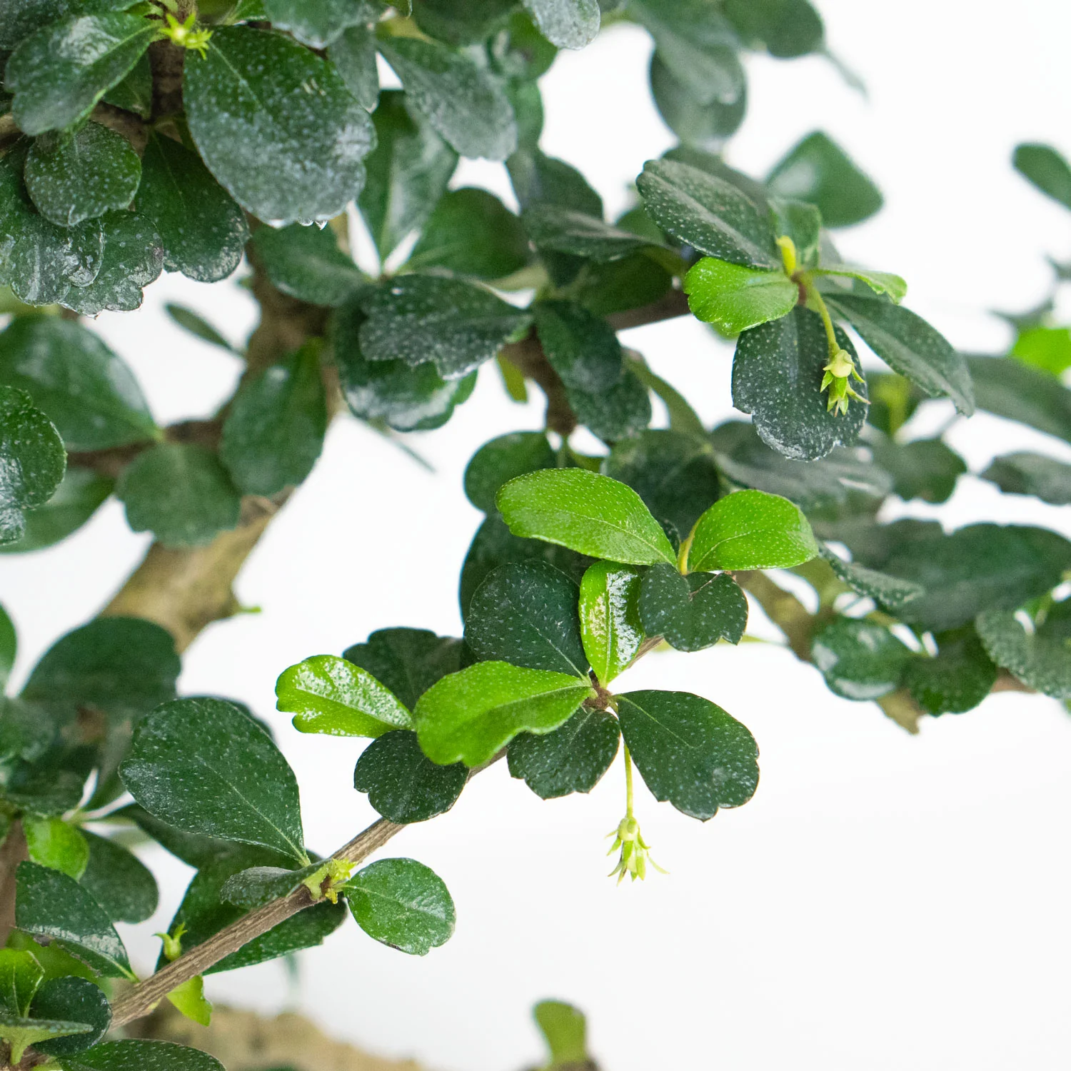 Bonsai Carmona Fukien Tea