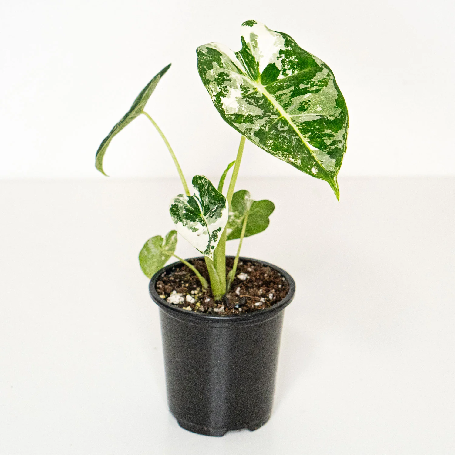 Alocasia Frydek Variegated