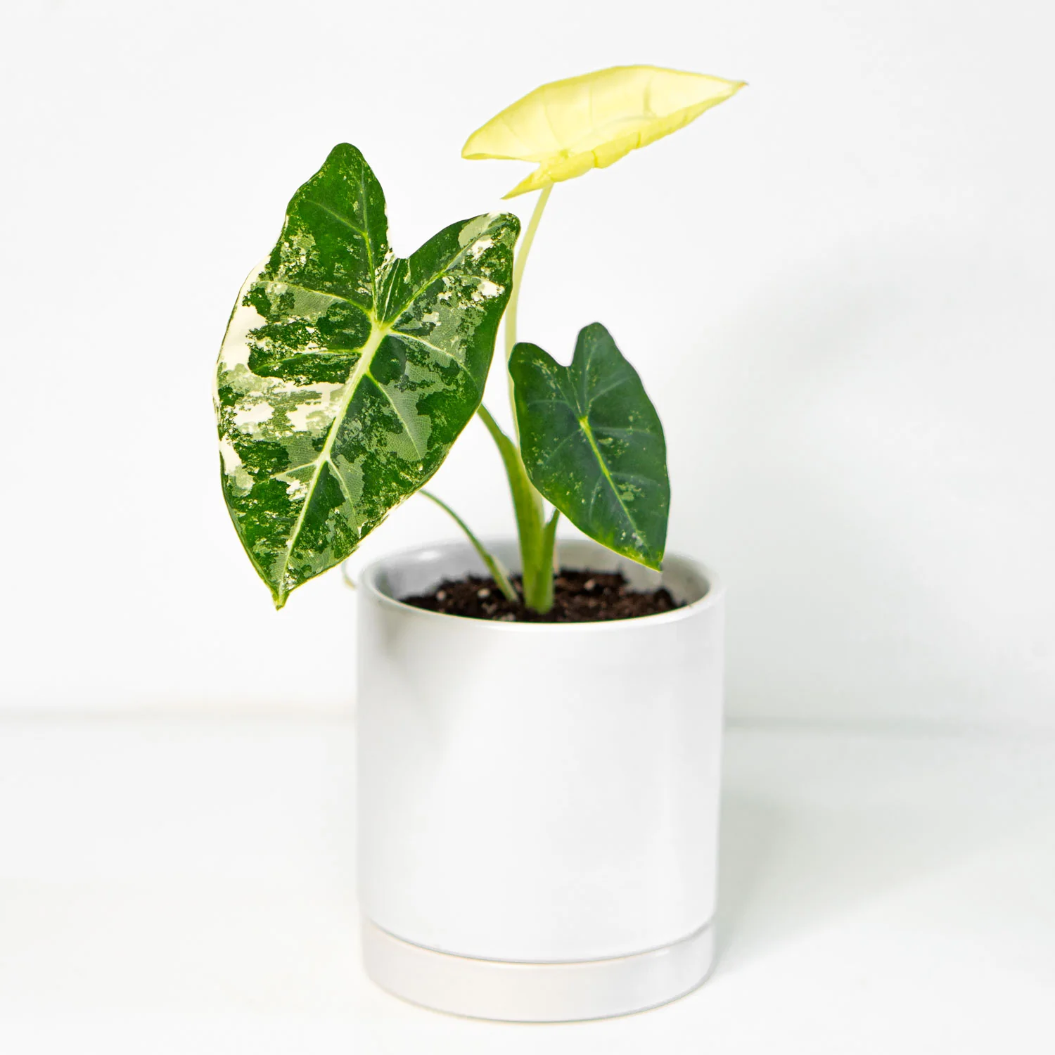 Alocasia Frydek Variegated