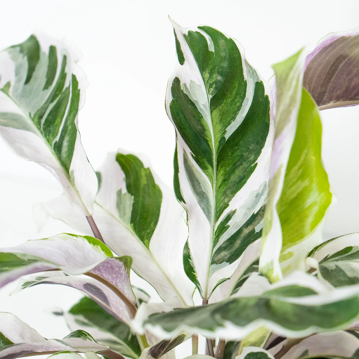 Calathea White Fusion