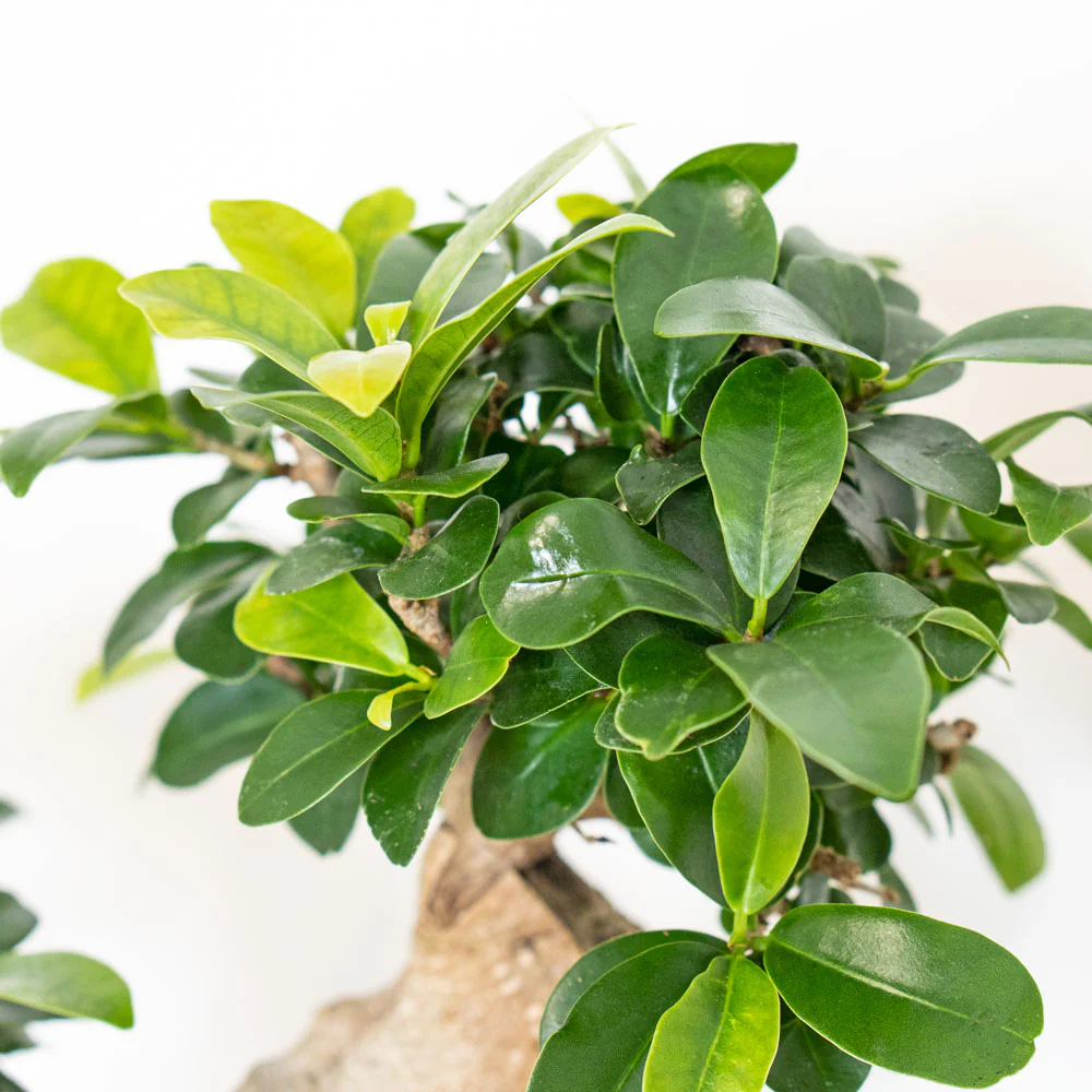 Bonsai Ficus Retusa S-Shape
