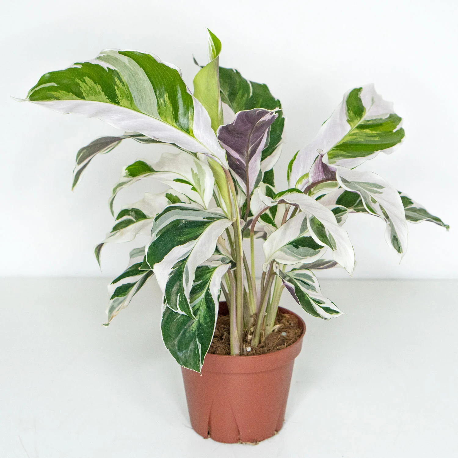 Calathea White Fusion