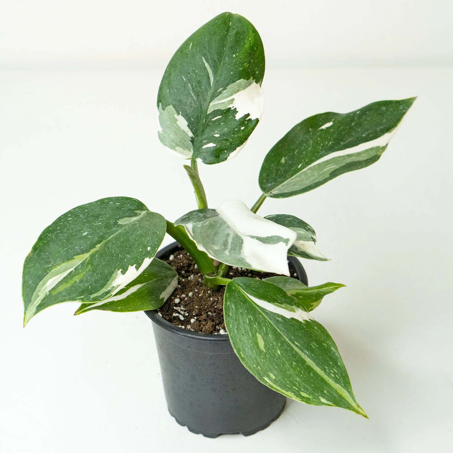 Philodendron White Wizard
