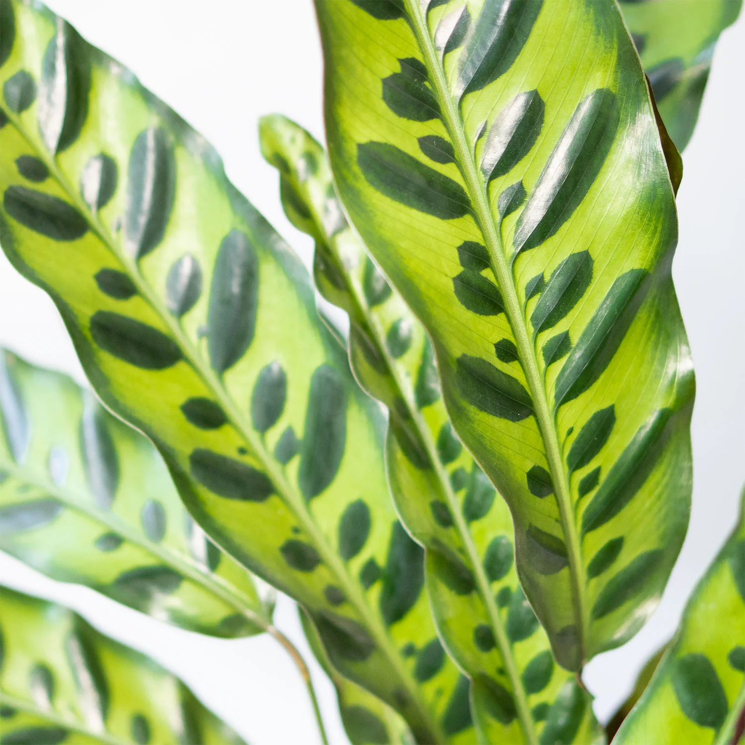 Calathea Rattlesnake