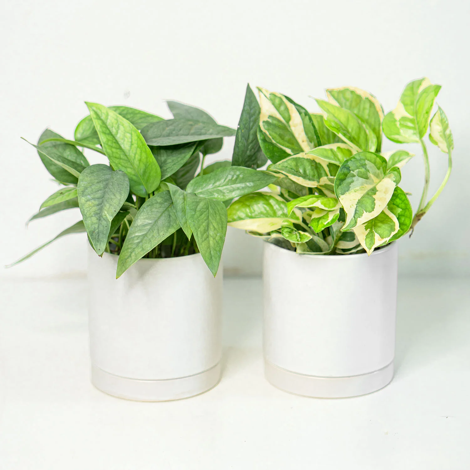 Pothos Prime Bundle