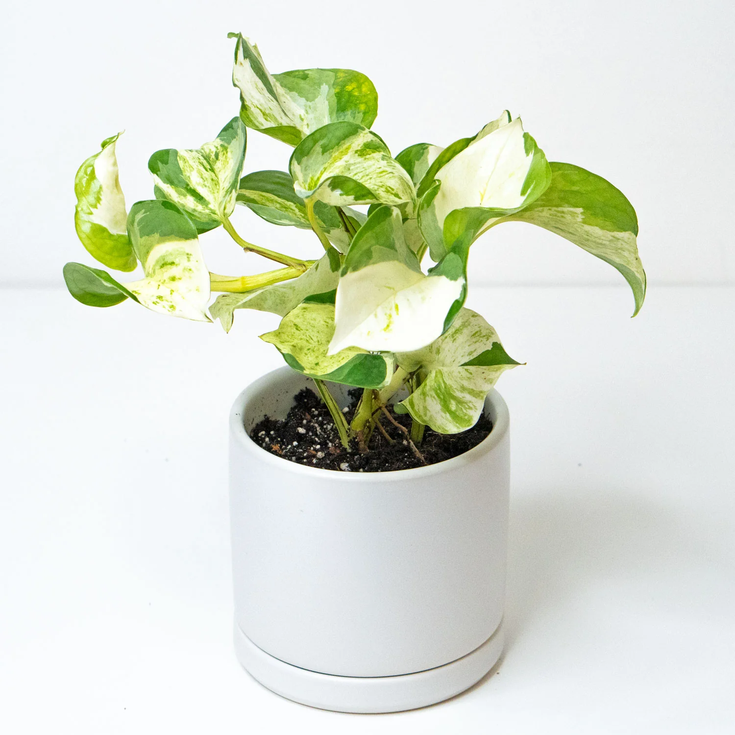 Pothos Manjula