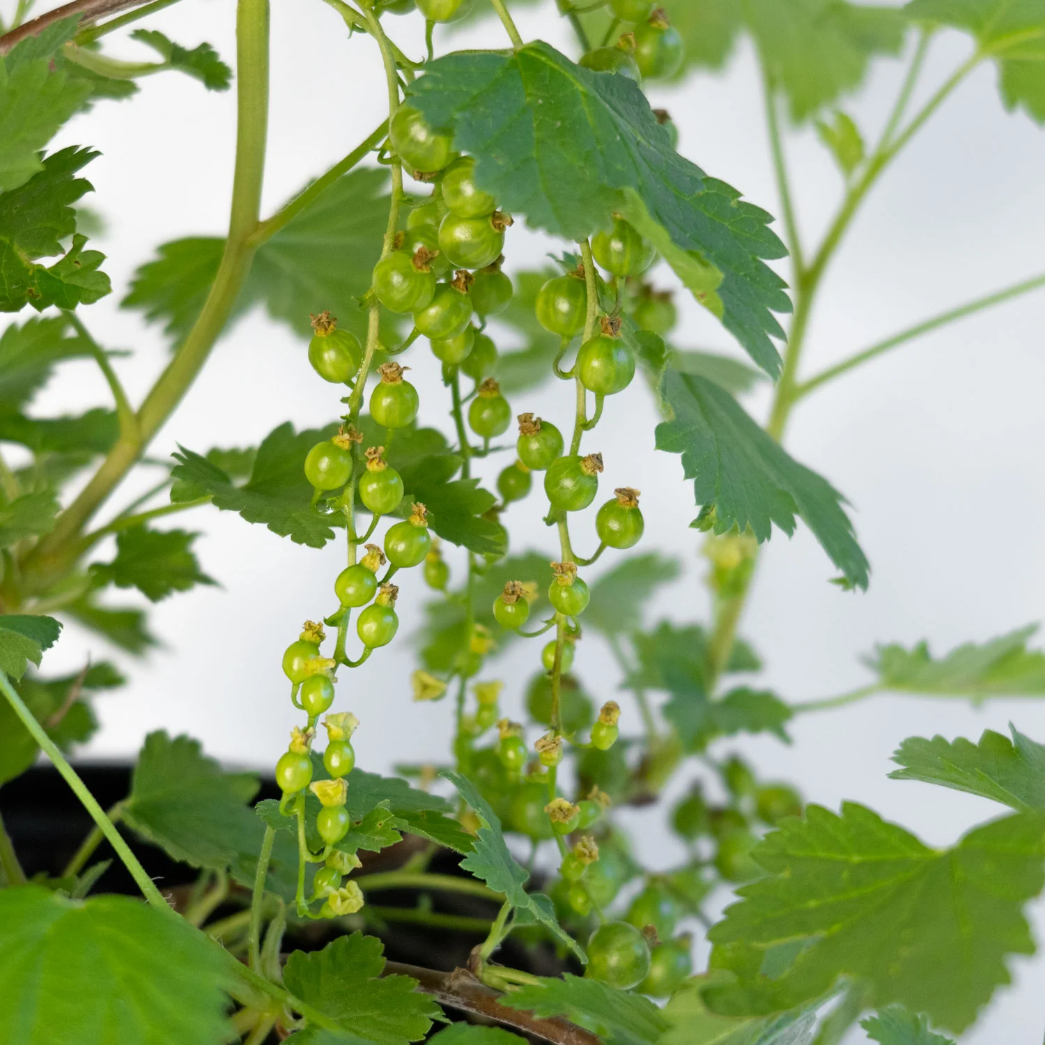 Red Lake Red Currant